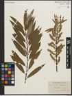 Foto von Salix petiolaris Sm. x Salix rigida Muhl.